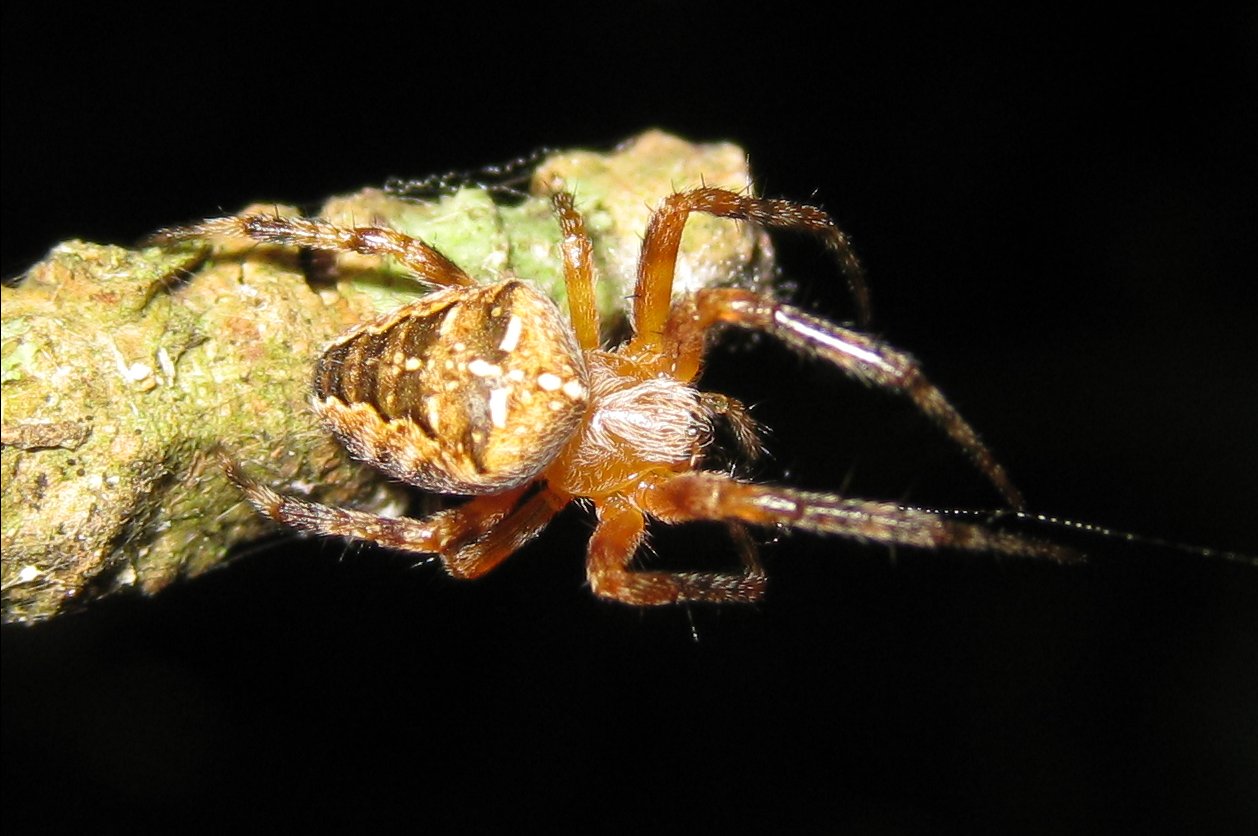 Araneus diadematus